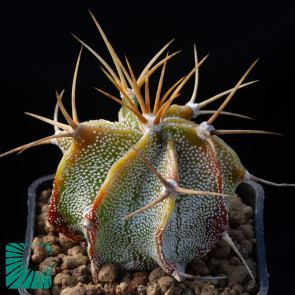 Astrophytum ornatum, immagine dell'intero esemplare.