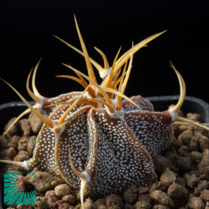 Astrophytum ornatum, immagine dell'intero esemplare.