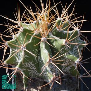 Astrophytum ornatum f. mirbellii