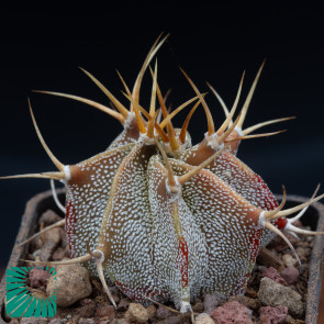 Astrophytum ornatum f. mirbellii, immagine dell'intero esemplare.