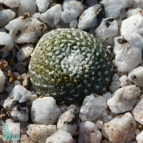 Blossfeldia sp., immagine dell'intero esemplare.