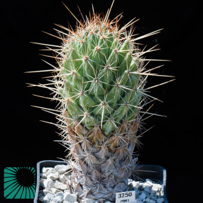 Coryphantha clava