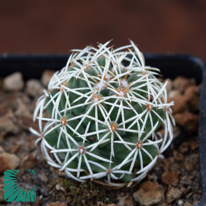 Coryphantha clava, immagine dell'intero esemplare.