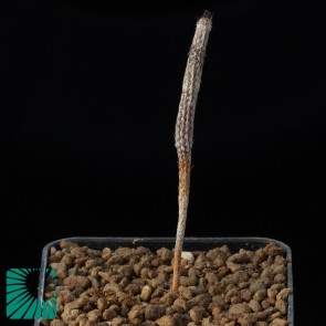 Echinocereus poselgeri, immagine dell'intero esemplare.