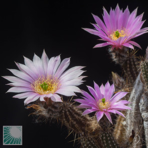 Echinocereus schmollii