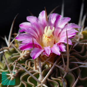 Stenocactus lamellosus