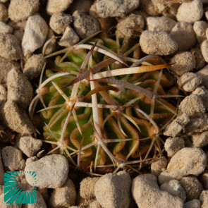 Stenocactus lamellosus, immagine dell'intero esemplare.