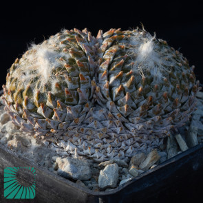 Pelecyphora strobiliformis, immagine dell'intero esemplare.