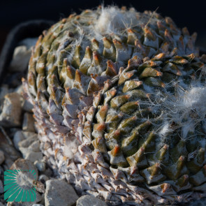 Pelecyphora strobiliformis