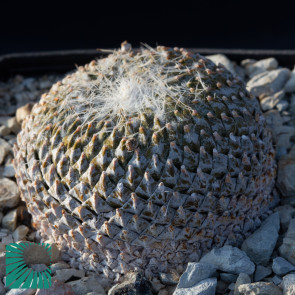 Pelecyphora strobiliformis, immagine dell'intero esemplare. Vista dall'alto.