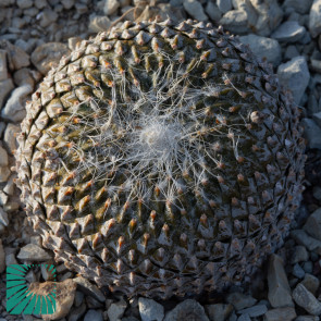 Pelecyphora strobiliformis