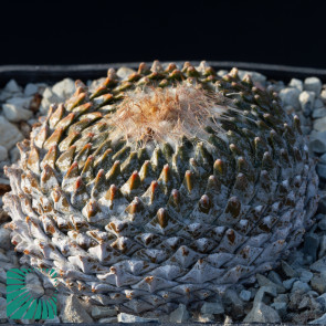 Pelecyphora strobiliformis, immagine dell'intero esemplare.