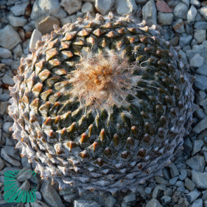 Pelecyphora strobiliformis