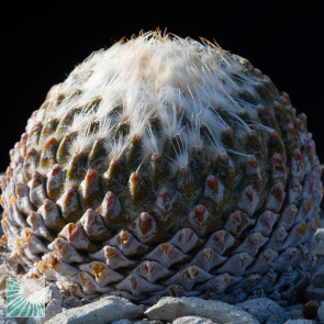Pelecyphora strobiliformis, immagine dell'intero esemplare.