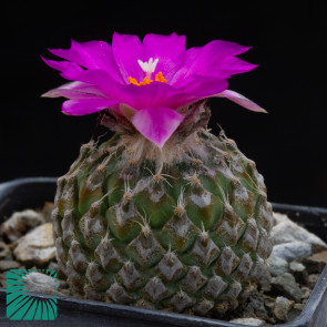 Pelecyphora strobiliformis