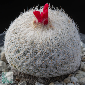 Epithelantha micromeris ssp. greggii