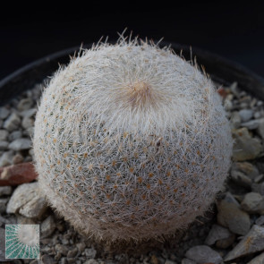 Epithelantha micromeris ssp. greggii, immagine dell'intero esemplare.