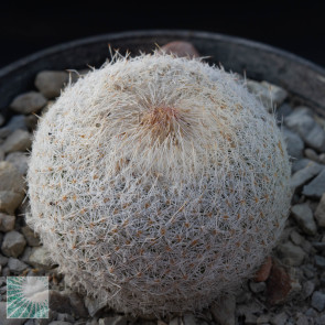 Epithelantha micromeris ssp. greggii, immagine dell'intero esemplare.