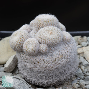 Epithelantha micromeris ssp. greggii