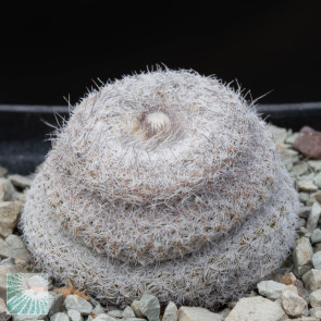 Epithelantha micromeris ssp. greggii, immagine dell'intero esemplare.