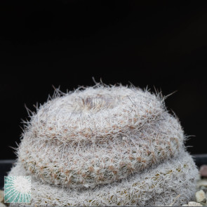 Epithelantha micromeris ssp. greggii