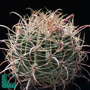 Ferocactus cylindraceus ssp. eastwoodiae