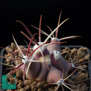 Ferocactus emoryi, immagine dell'intero esemplare.