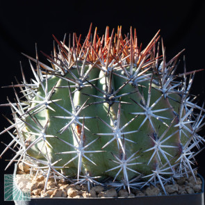 Ferocactus lindsayi