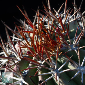 Ferocactus lindsayi, particolare dell'apice della pianta.