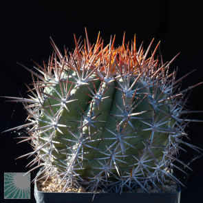 Ferocactus lindsayi