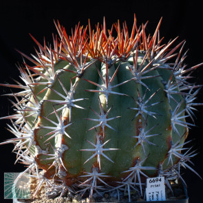 Ferocactus lindsayi