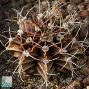 Gymnocalycium friedrichii, immagine dell'intero esemplare.