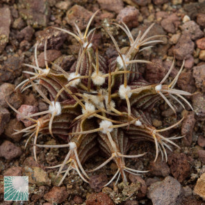 Gymnocalycium friedrichii