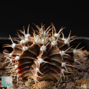 Gymnocalycium friedrichii