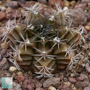 Gymnocalycium friedrichii, immagine dell'intero esemplare.