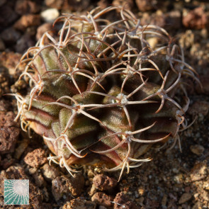 Gymnocalycium mihanovichii