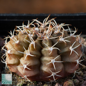 Gymnocalycium mihanovichii, immagine dell'intero esemplare.