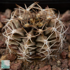 Gymnocalycium mihanovichii, immagine dell'intero esemplare.