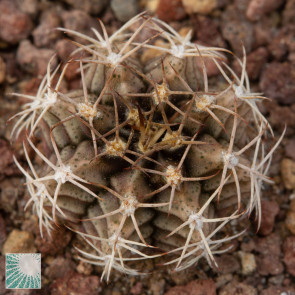 Gymnocalycium mihanovichii