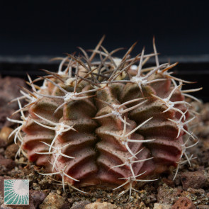 Gymnocalycium mihanovichii, immagine dell'intero esemplare.