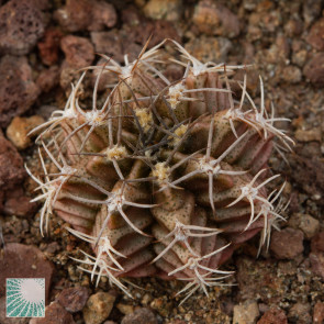 Gymnocalycium mihanovichii