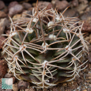 Gymnocalycium mihanovichii, immagine dell'intero esemplare.