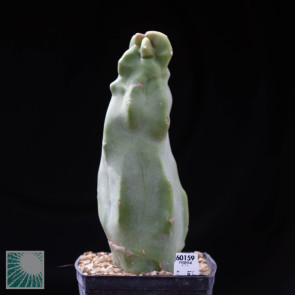 Lophocereus schottii f. mieckleyanus f.ma monstrosa, esemplare intero.