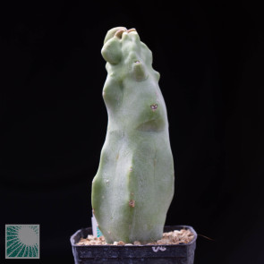 Lophocereus schottii f. mieckleyanus monstrosus