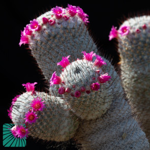 Mammillaria conspicua