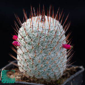 Mammillaria conspicua, immagine dell'intero esemplare.