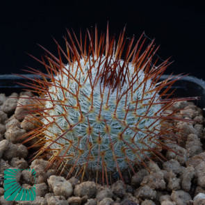 Mammillaria flavicentra, immagine dell'intero esemplare.