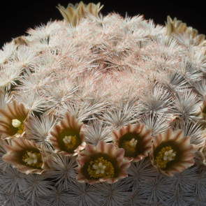 Mammillaria gasseriana