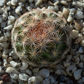 Mammillaria gasseriana, esemplare intero.