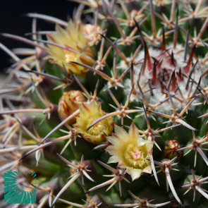 Mammillaria gigantea